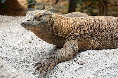The Attenborough Komodo Dragon House